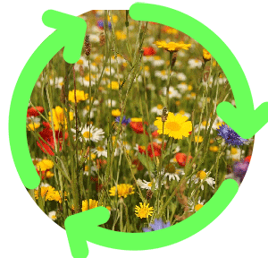 WILDFLOWERS